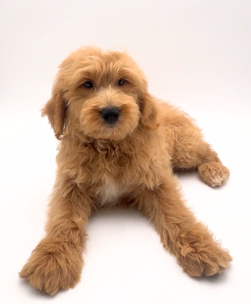 [#251680-01]  - Light Red M Goldendoodle Puppies For Sale