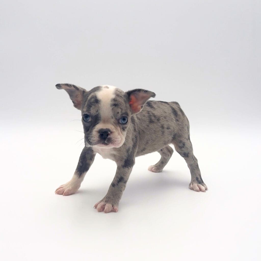 [#252142-07]  - Blue Merle F Frenchton Puppies For Sale