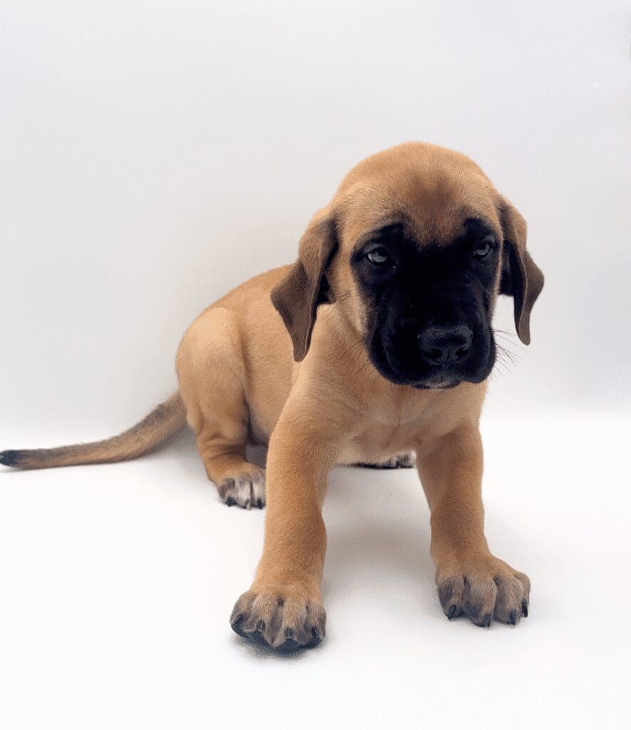 [#25227-01]  - Fawn M Mastiff Puppies For Sale