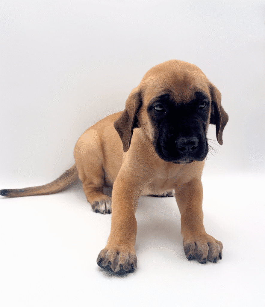 [#25227-01]  - Fawn M Mastiff Puppies For Sale