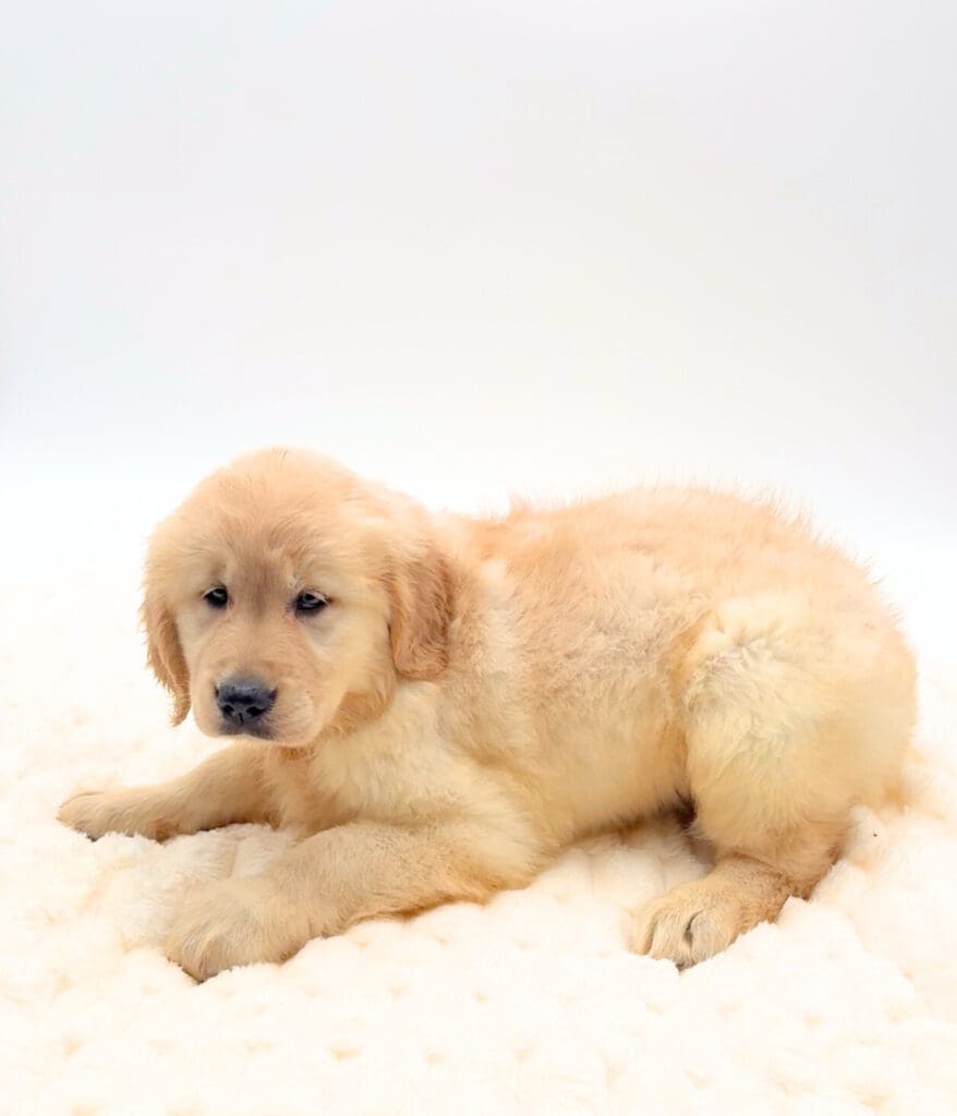 [#251929-04]  - Light Golden F Golden Retriever Puppies For Sale