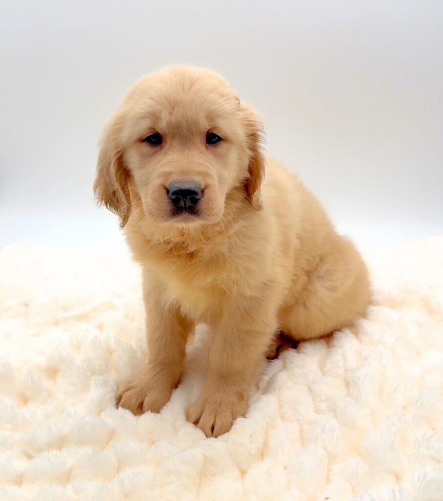 [#251929-03]  - Light Golden F Golden Retriever Puppies For Sale