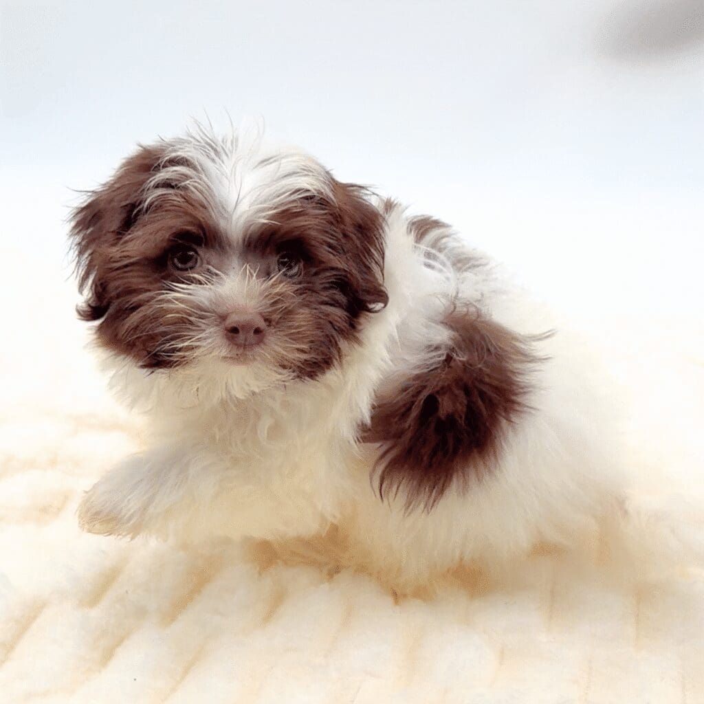 [#252049-04]  - Chocolate / White M Havanese Puppies For Sale
