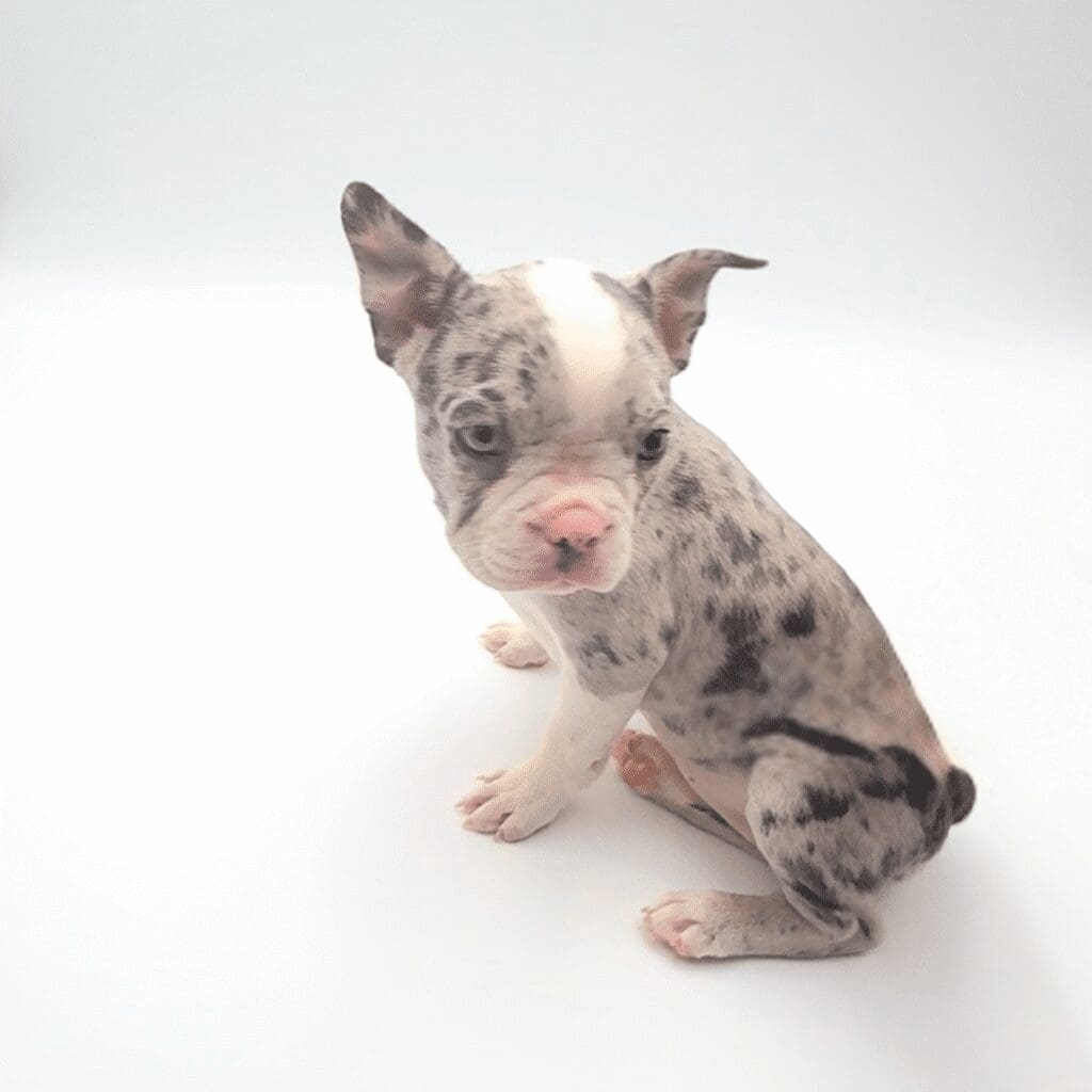 [#2577-01]  - Blue Merle / White F Boston Terrier Puppies For Sale