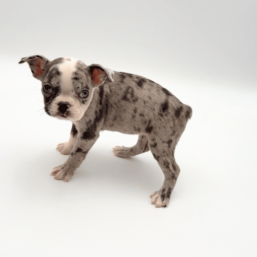[#252142-02]  - Chocolate Merle M Frenchton Puppies For Sale