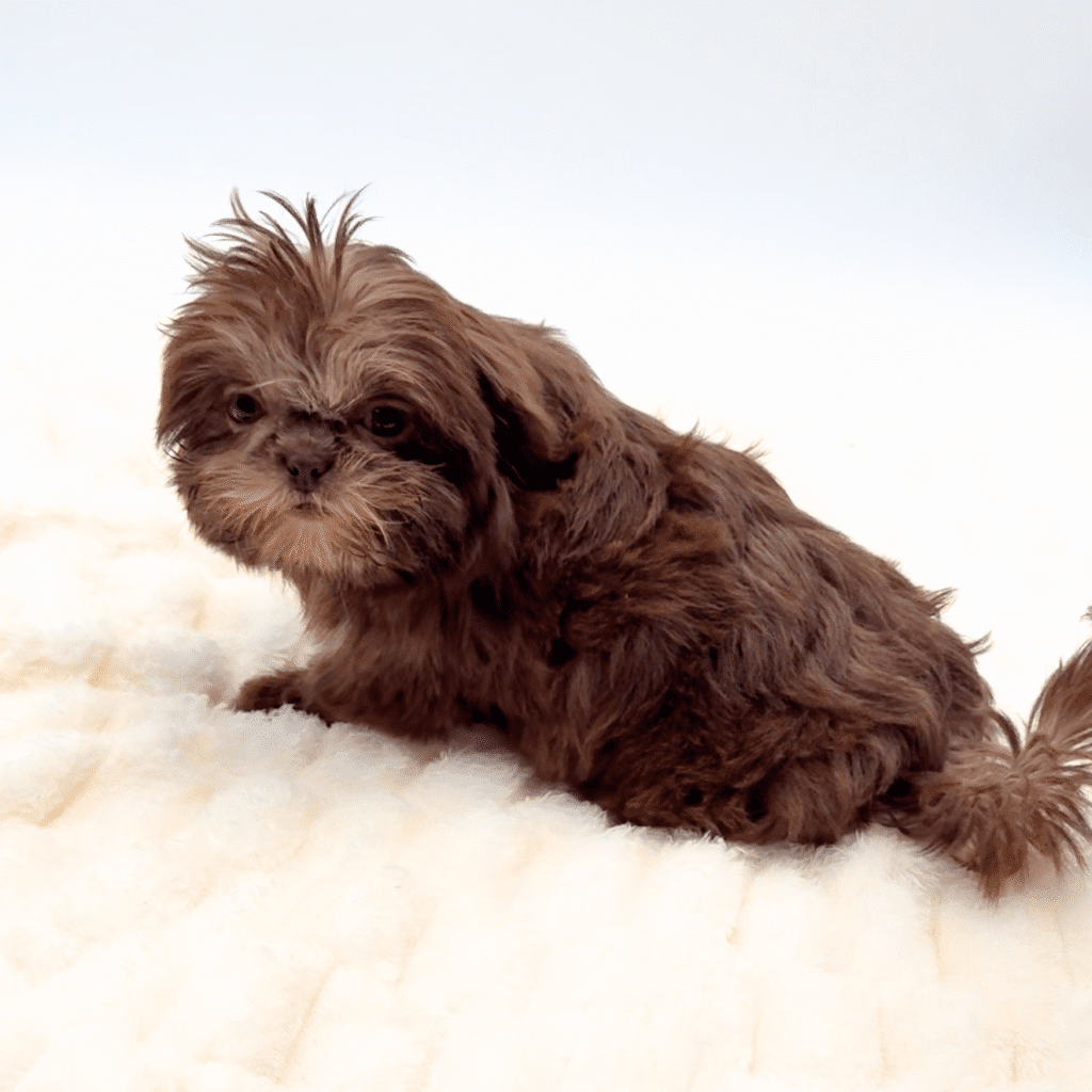 [#251823-01]  - Chocolate F Shih Tzu Puppies For Sale