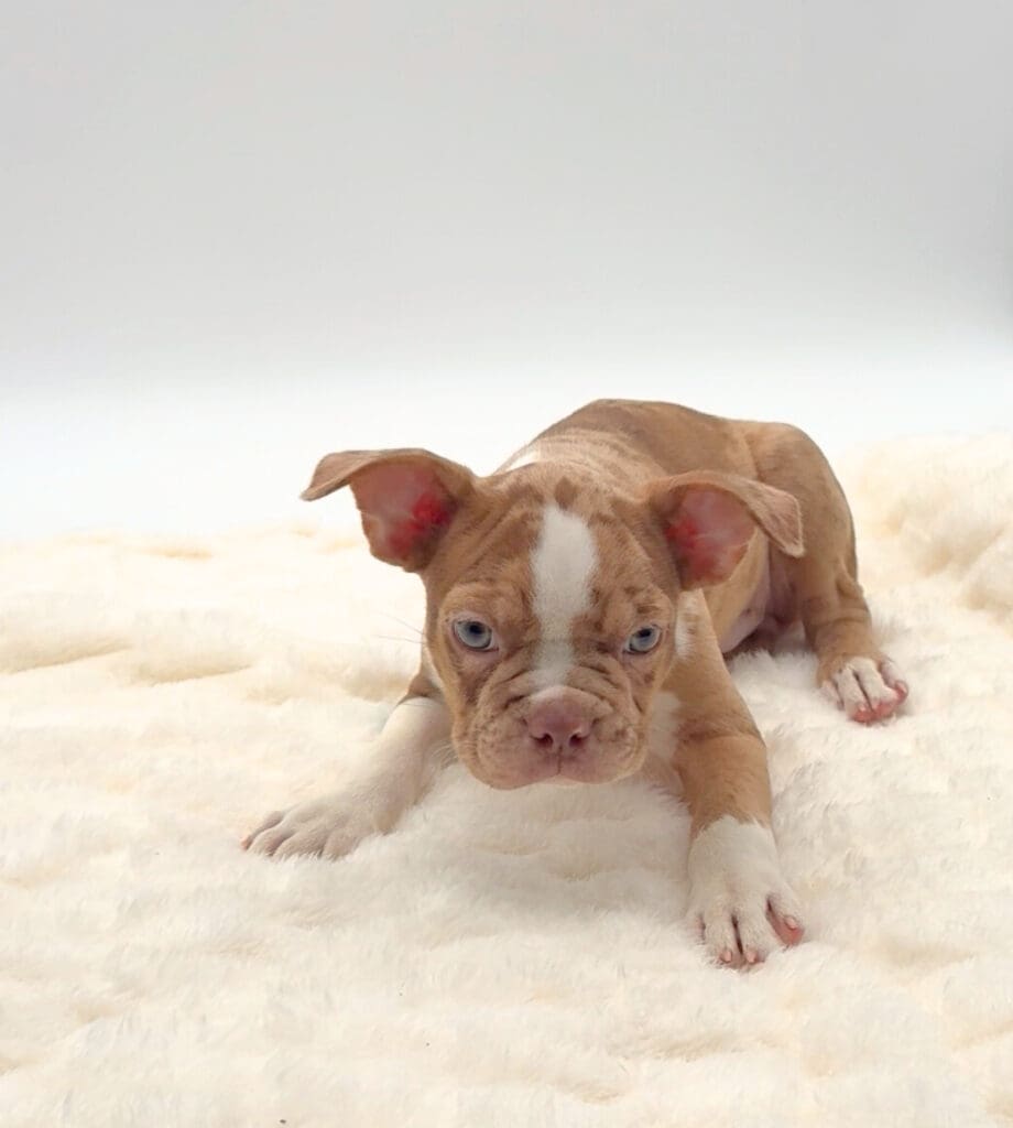 [#252142-01]  - Chocolate Merle M Frenchton Puppies For Sale