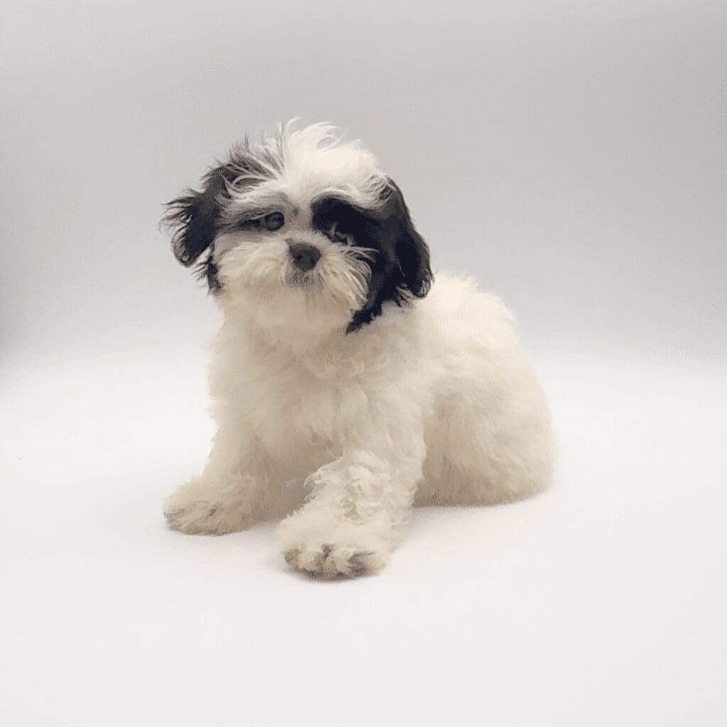 [#251644-05]  - Black / White M ShihPoo Puppies For Sale