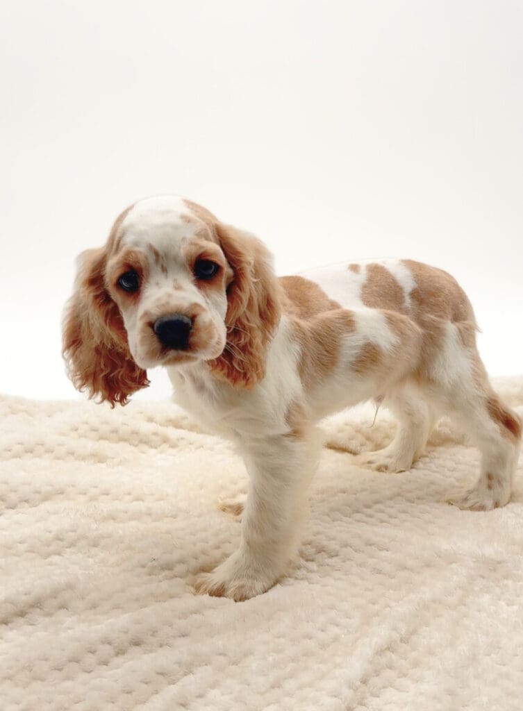 [#M07464]  - Buff and White M Cocker Spaniel Puppies For Sale