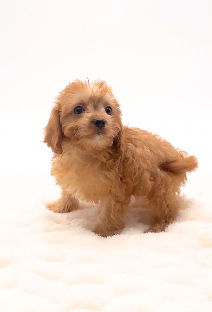 [#252179-05]  - Red M Cavapoo Puppies For Sale