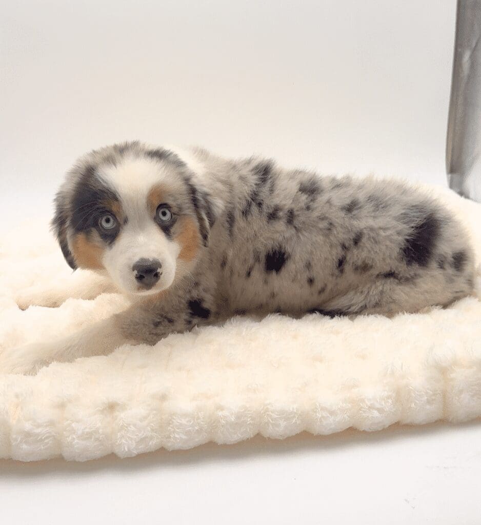 [#251770-01]  - Blue Merle M Miniature American Shepherd Puppies For Sale