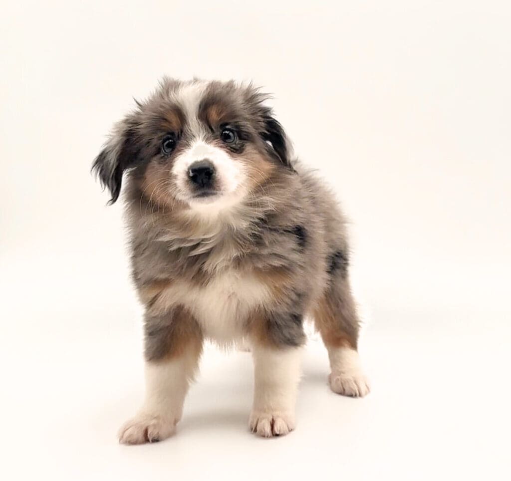 [#25560-03]  - Blue Merle F Miniature Australian Shepherd Puppies For Sale