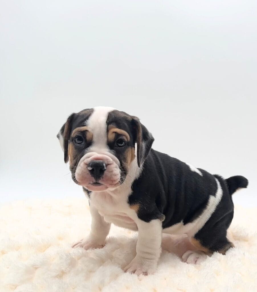[#251418-06]  - F Beabull 7/8 Puppies For Sale