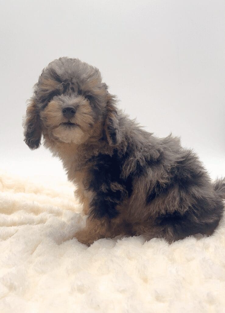 [#251979-02]  - Black Merle M Poodle Mini Puppies For Sale