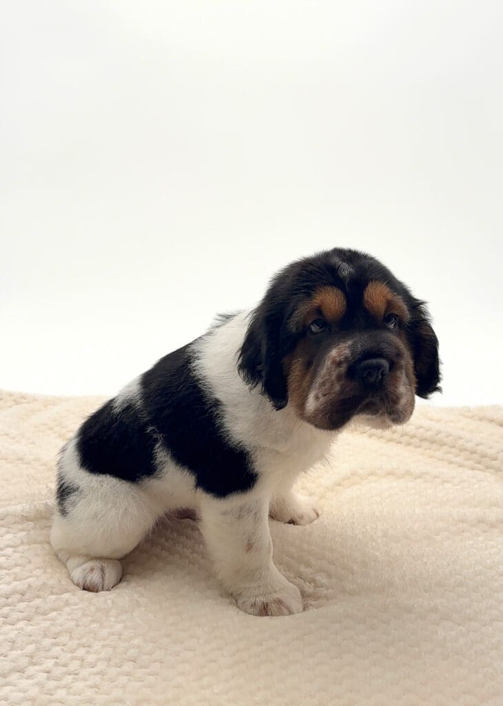 [#251325-01]  - Tri-Colored M Hippo Mini Puppies For Sale
