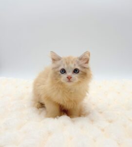 Ragdoll Cat