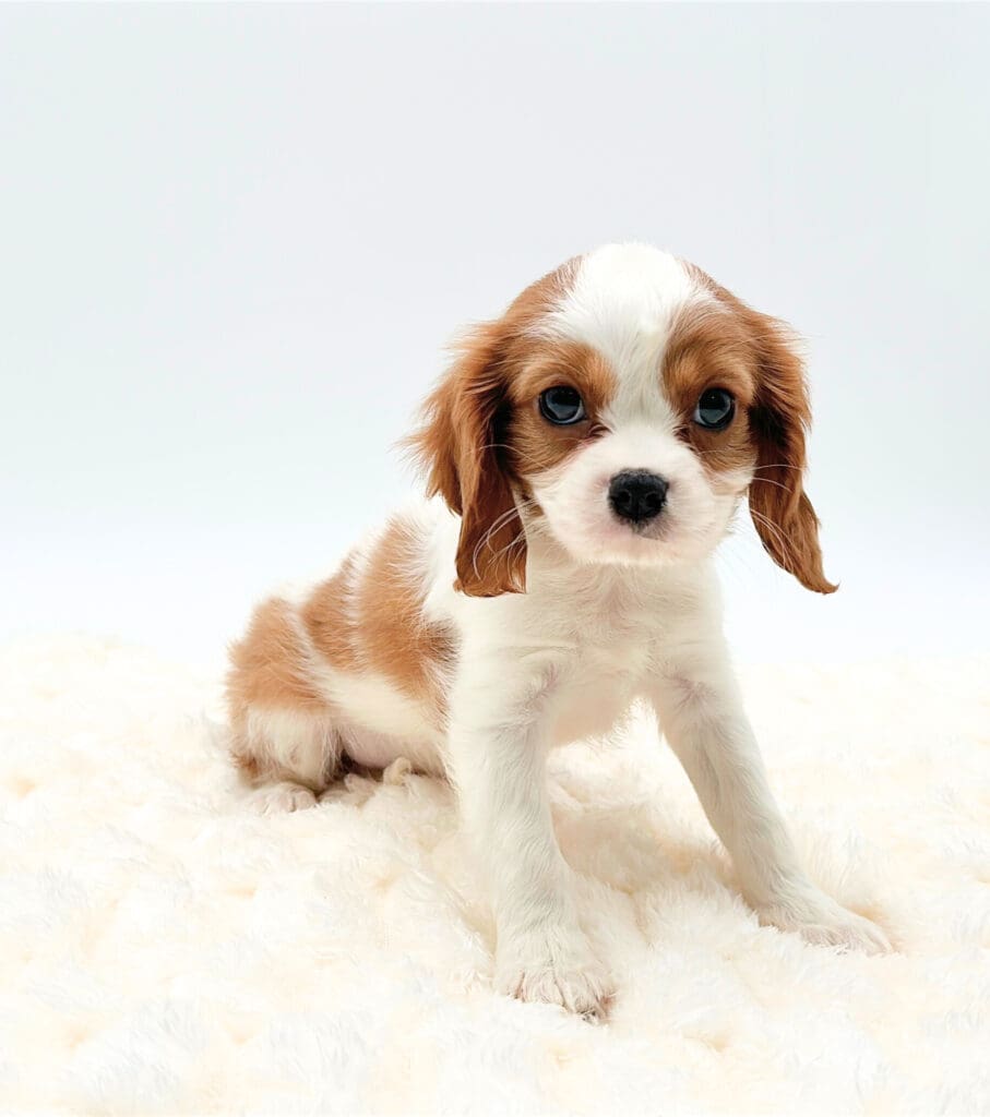 [#M08400]  - Blenheim F Cavalier King Charles Spaniel Puppies For Sale