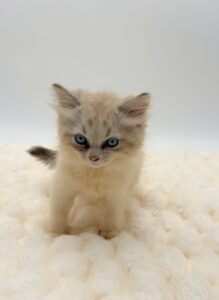 Ragdoll Cat