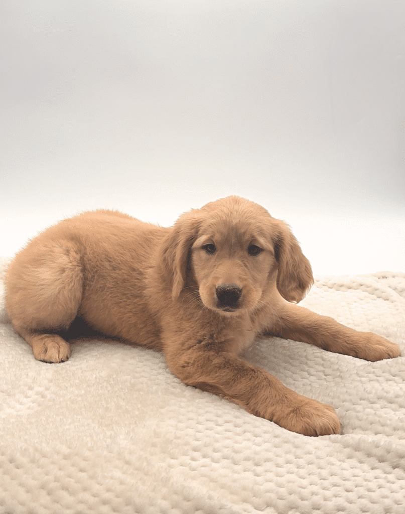 [#25210-02]  - Golden F Golden Retriever Puppies For Sale