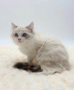 Ragdoll  Cat