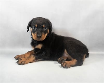 [#M07900]  - Black and Mahogany M Rottweiler Puppies For Sale