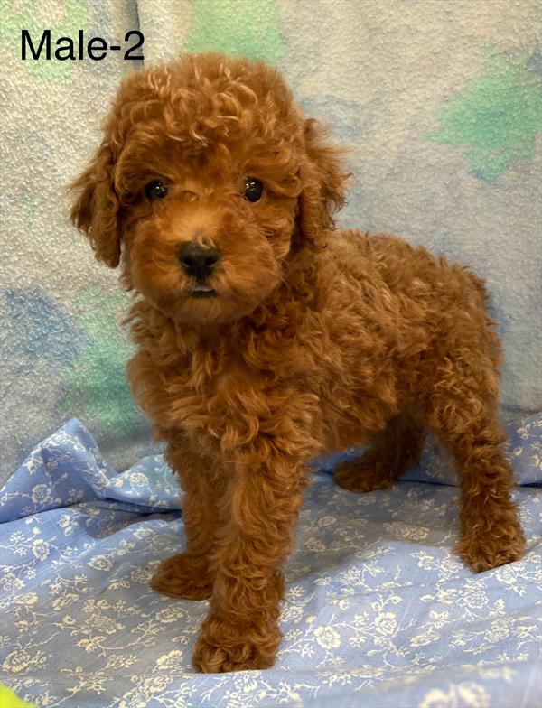 [#25573-02]  - Red M Poodle Mini Puppies For Sale