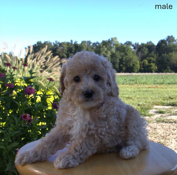 [#25644-02]  - Apricot M Poodle Mini Puppies For Sale