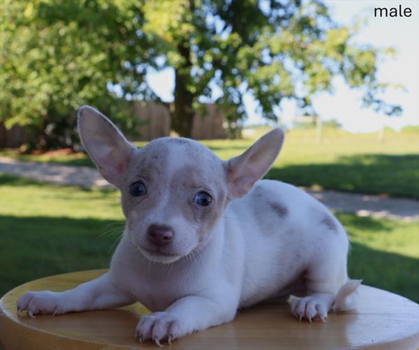 [#25651-02]  - Lavender M Chihuahua Puppies For Sale