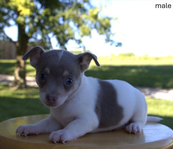 [#25651-03]  - Lavender M Chihuahua Puppies For Sale