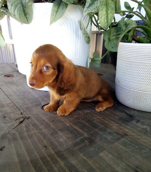 [#25656-01]  - Chocolate Sable M Dachshund Puppies For Sale