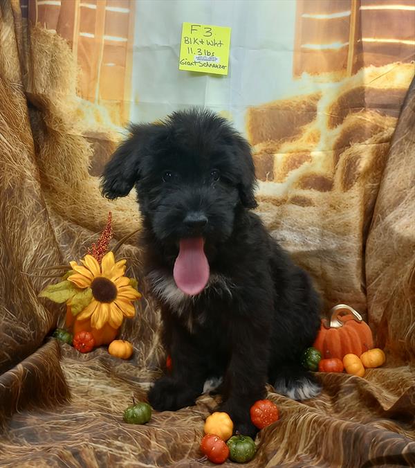 [#25673-03]  - Black F Giant Schnauzer Puppies For Sale