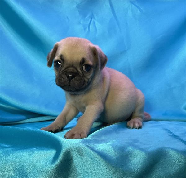 [#25679-01]  - Fawn M Pug Puppies For Sale