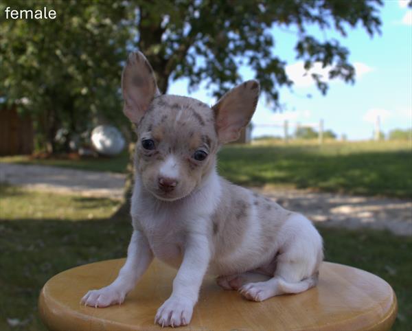 [#25695-02]  - Chocolate Merle F Chihuahua Puppies For Sale