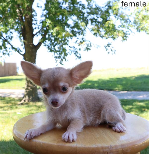 [#25696-02]  - Lavender F Chihuahua Puppies For Sale
