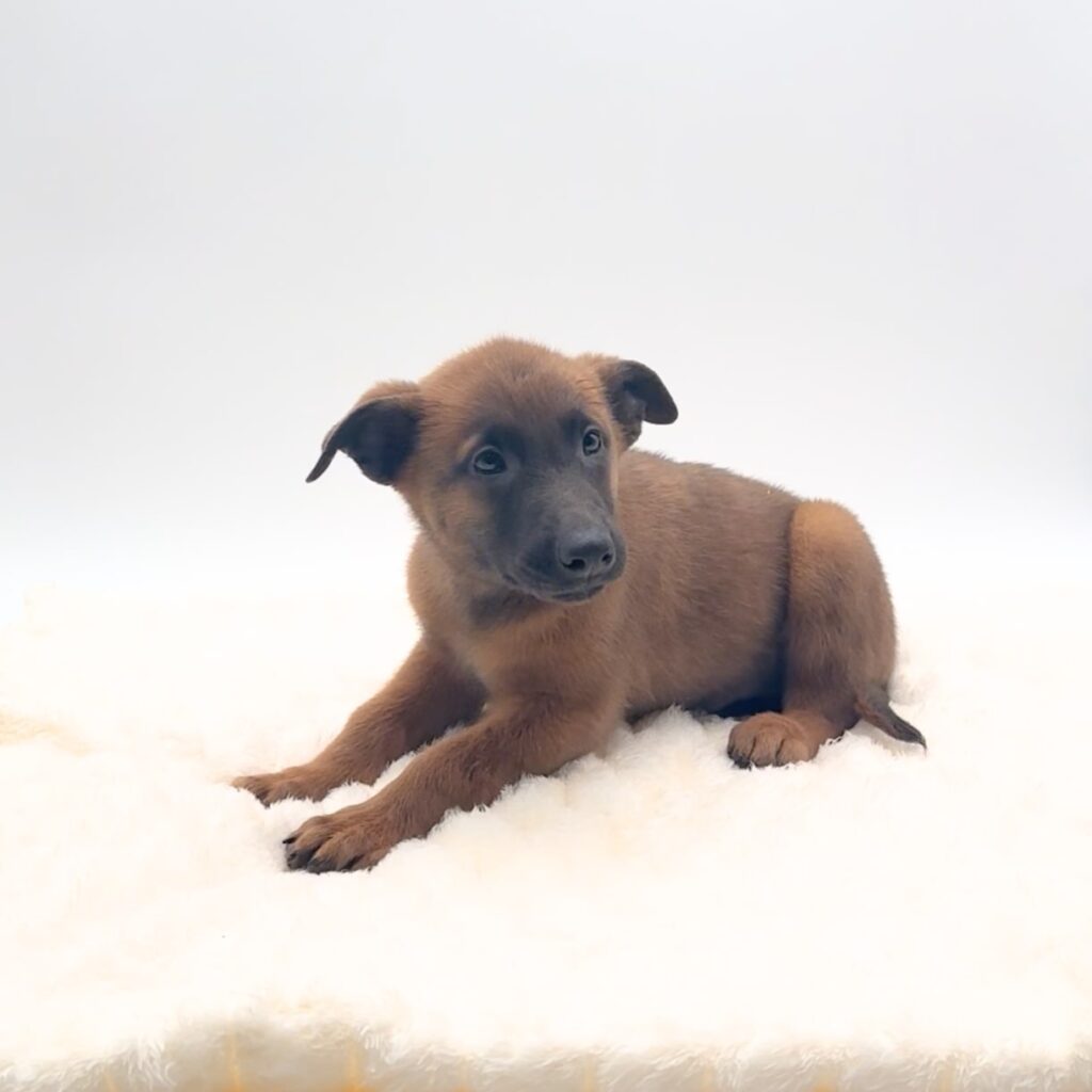 [#252200-02]  - Blue M Belgian Malinois Puppies For Sale