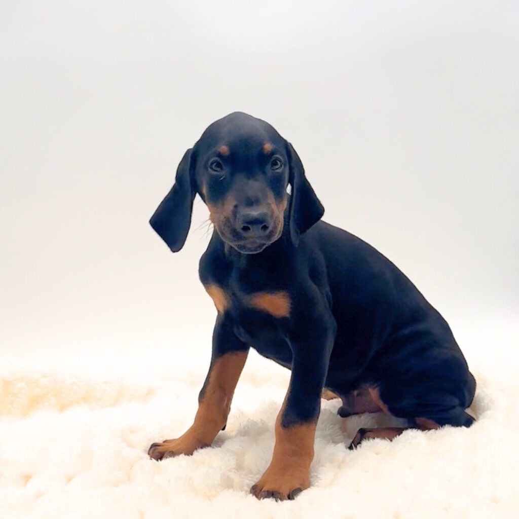 [#252120-01]  - Black / Rust M Doberman Pinscher Puppies For Sale