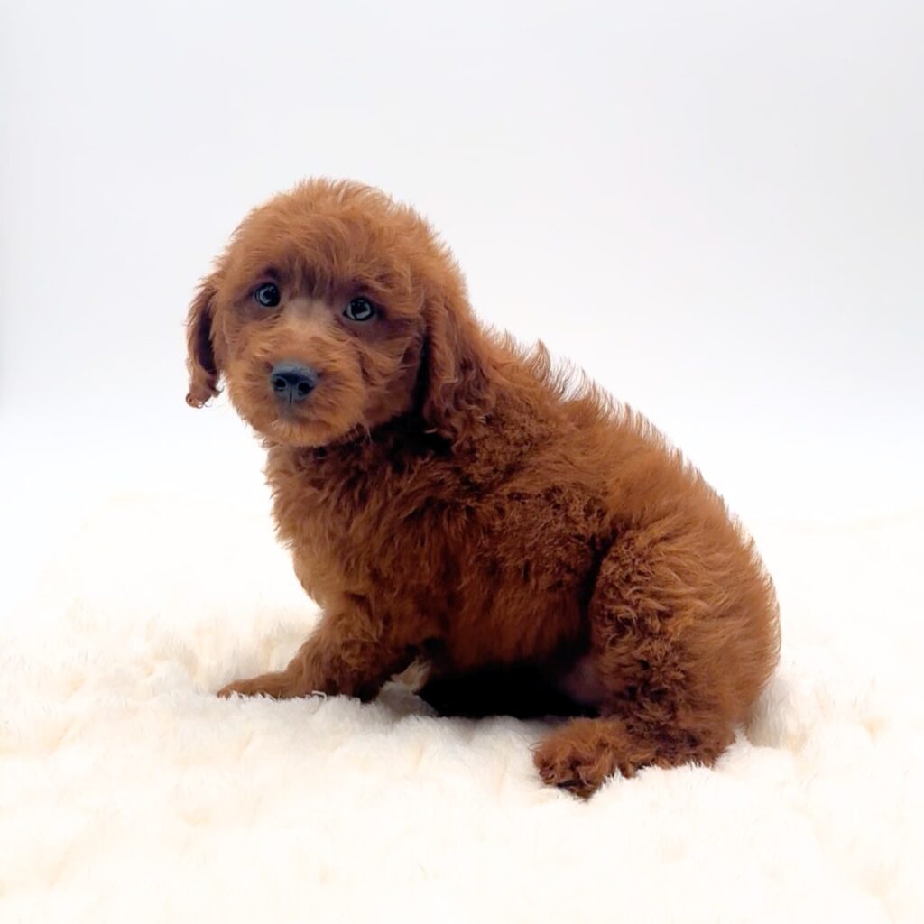 [#252027-07]  - Red F Goldendoodle Mini 2nd Gen Puppies For Sale