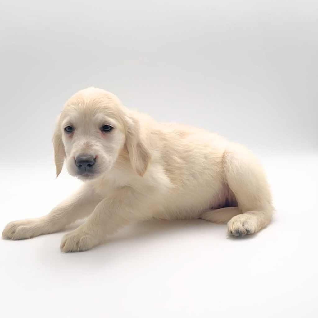 [#252364-07]  - Light Golden F Golden Retriever Puppies For Sale