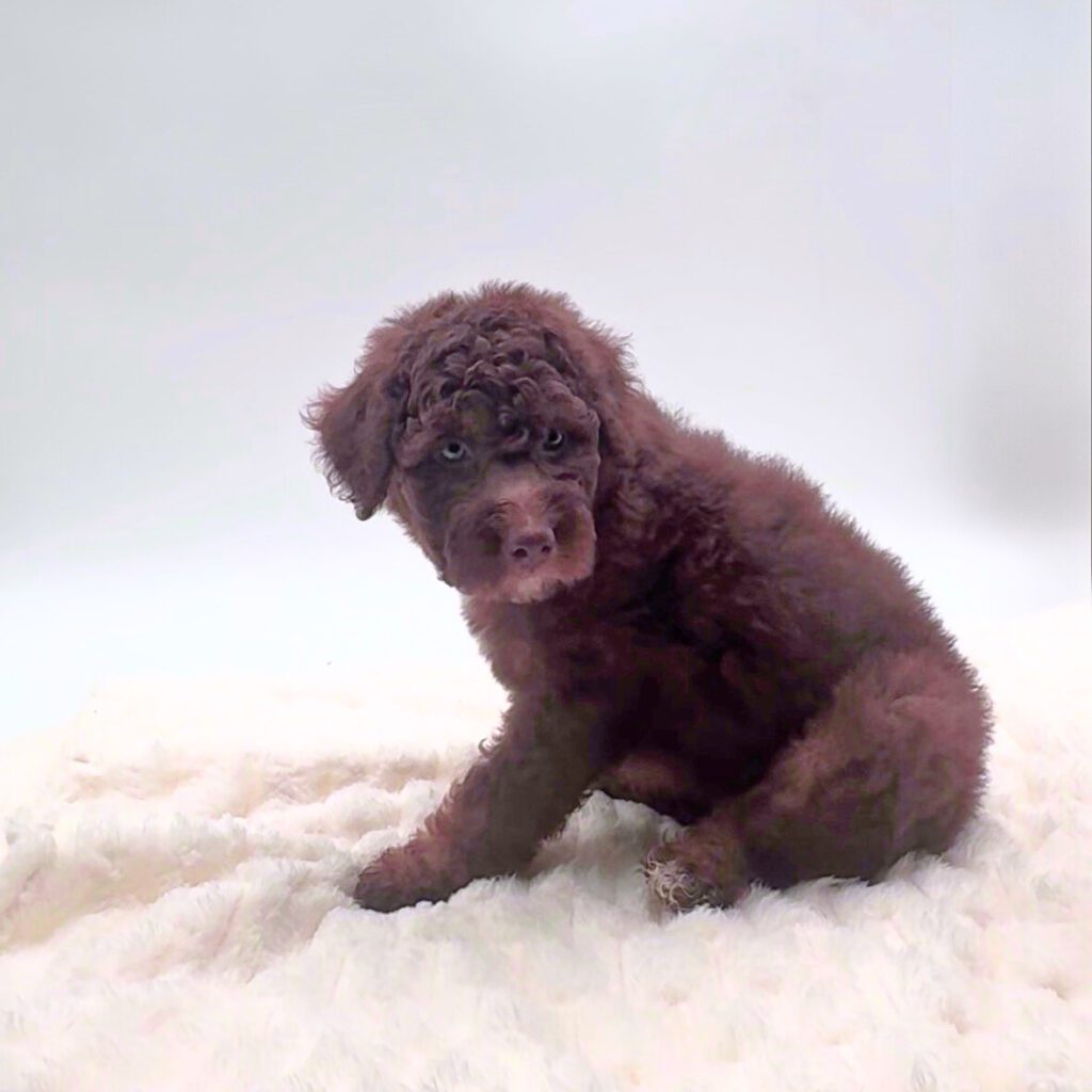[#252380-08]  - Chocolate White Tan F Aussiedoodle Puppies For Sale