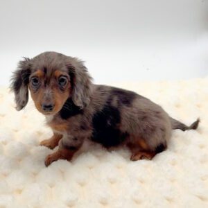 Dachshund
