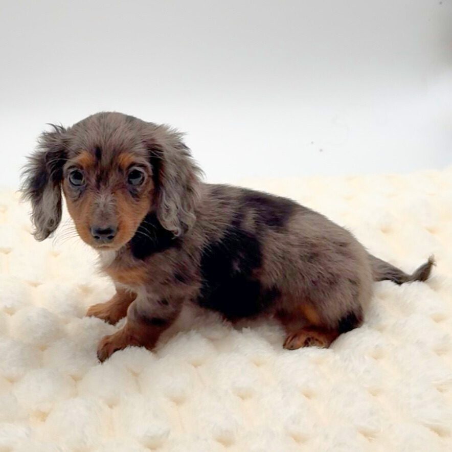 [#2594-04]  - Blue Merle F Dachshund Puppies For Sale
