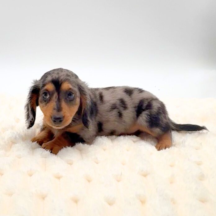[#2594-01]  - Blue Merle M Dachshund Puppies For Sale