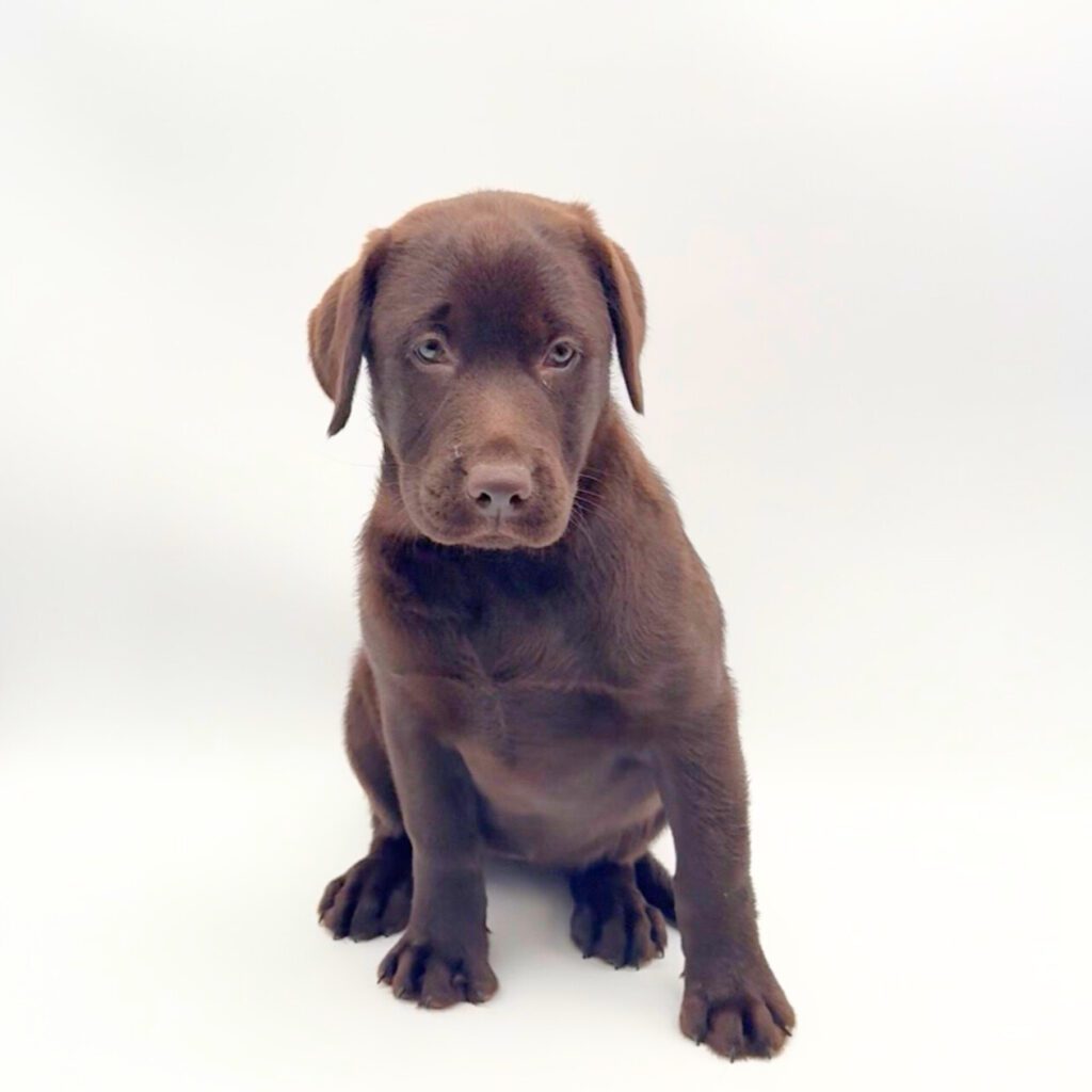 [#252352-01]  - Chocolate F Labrador Retriever Puppies For Sale