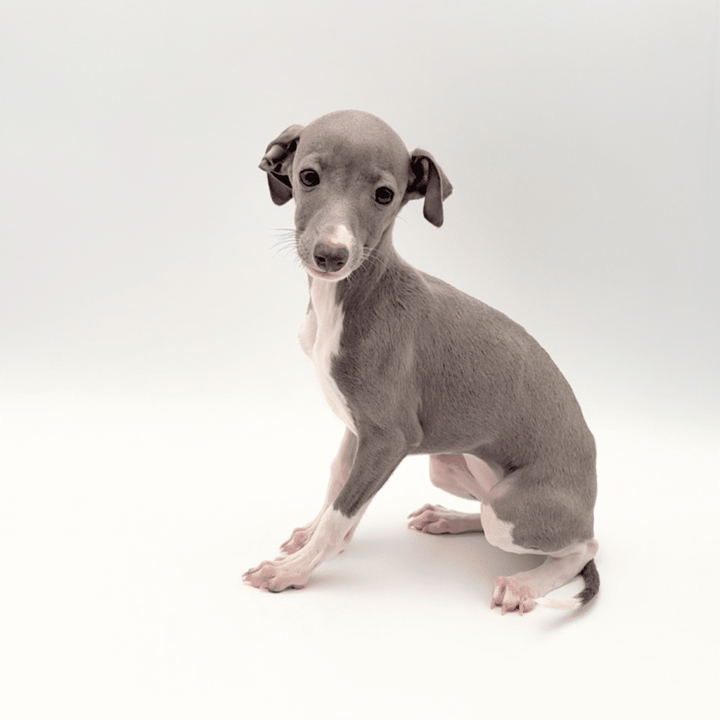 Italian Greyhounds Sighthound Puppies For Sale Mini Greyhound