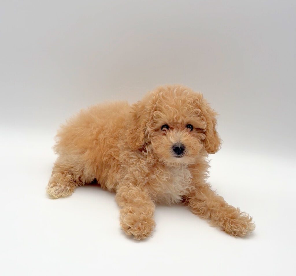 [#25644-02]  - Apricot M Poodle Mini Puppies For Sale