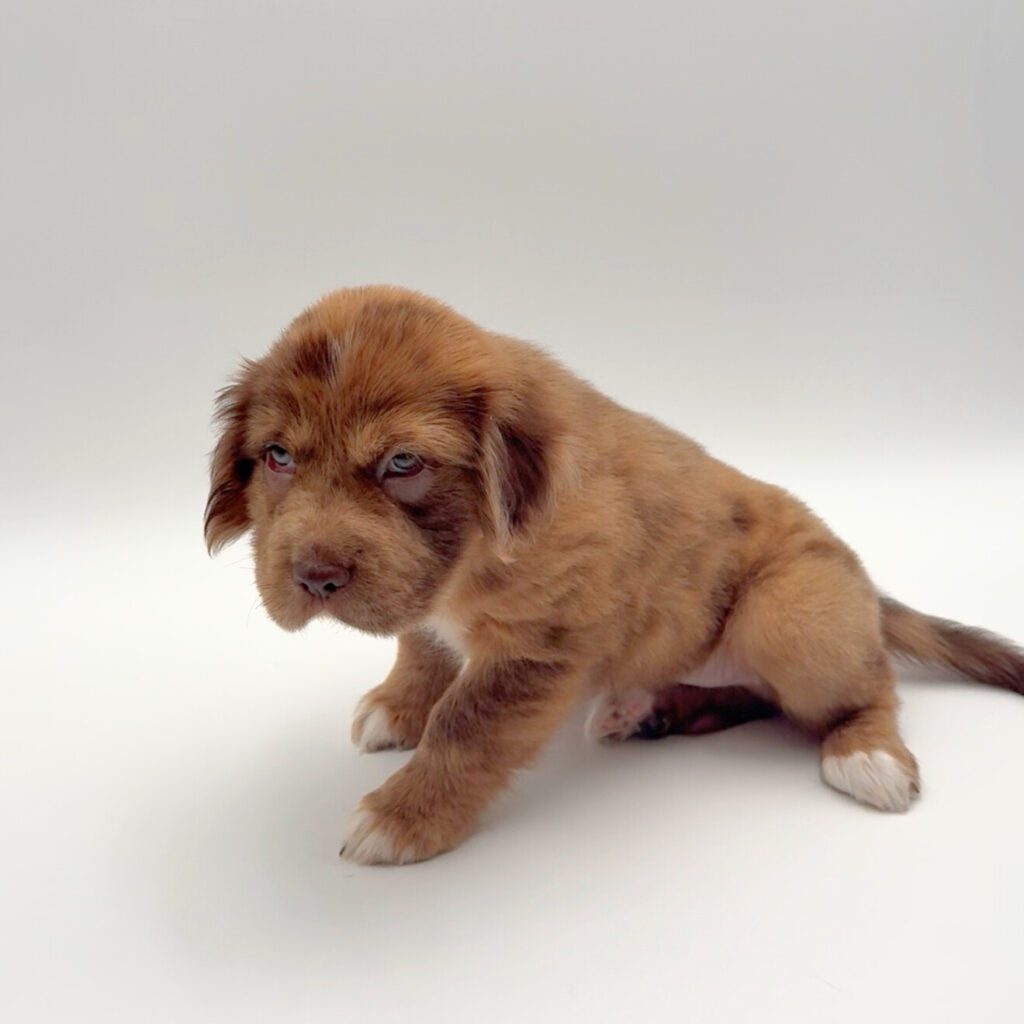 [#251594-05]  - Chocolate Merle M Hippo Mini Puppies For Sale