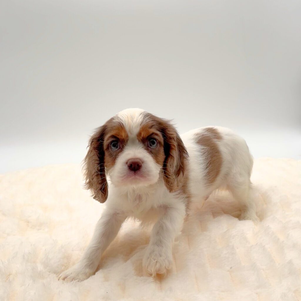[#252456-01]  - Chocolate Merle M Cavalier King Charles Spaniel Puppies For Sale