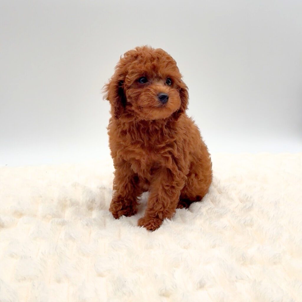 [#252228-03]  - Red F Poodle Puppies For Sale