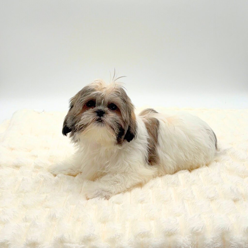 [#252042-01]  - White / Red M Shih Tzu Puppies For Sale