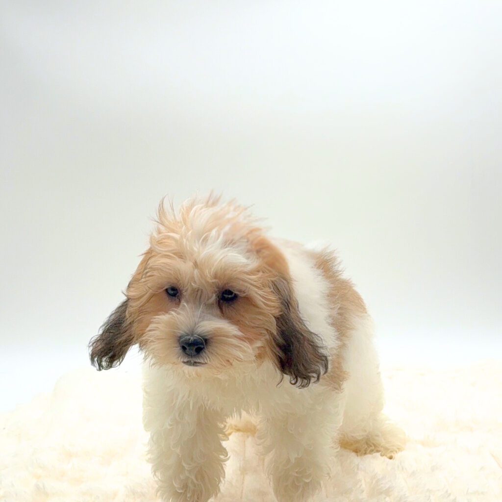 [#252177-02]  - Black / White F Cavapoo Puppies For Sale